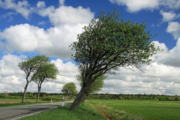 Standard-Baumneigung in Nordfriesland